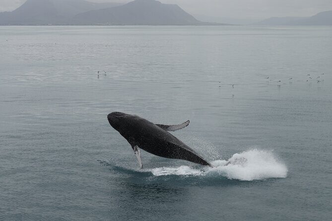 Whale Wonders Morning Expedition from Reykjavík - Price and Value: Is $97 Worth It for a 3.5-Hour Boat Ride?