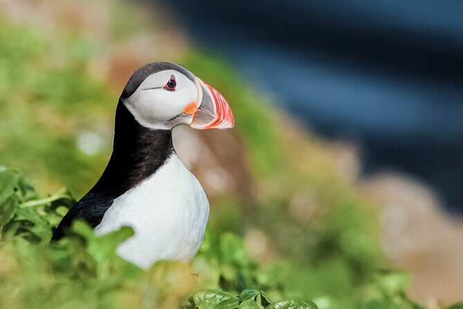 Whales and Puffins Tour from Husavik - Quick hits before you go