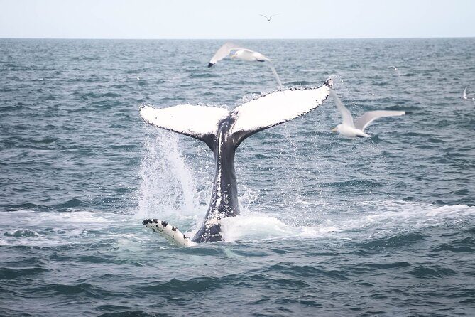Whales and Puffins Tour from Husavik - Why puffins and whales in Skjálfandi Bay works so well