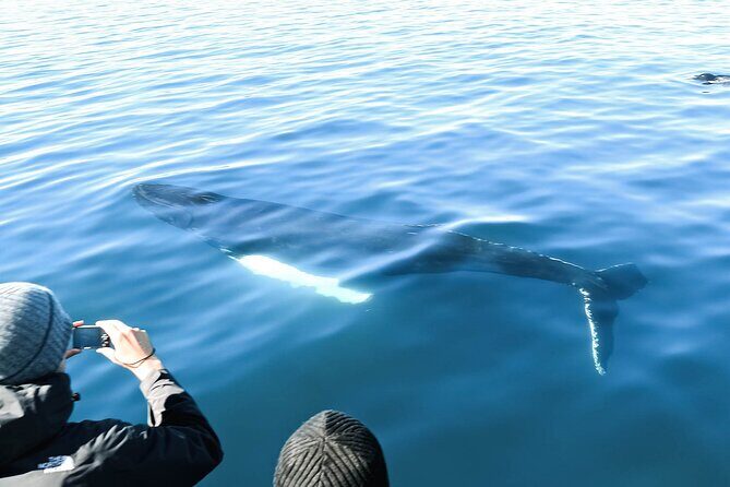Whales and Puffins Tour from Husavik - Sailing whale routes: the species you can hope for