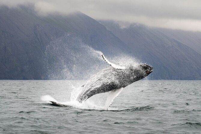 Whales and Puffins Tour from Husavik - On-board comfort: overalls, hot cocoa, and staying warm