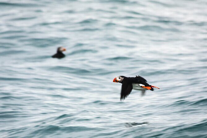 Whales and Puffins Tour from Husavik - Price and value: what $130 buys you