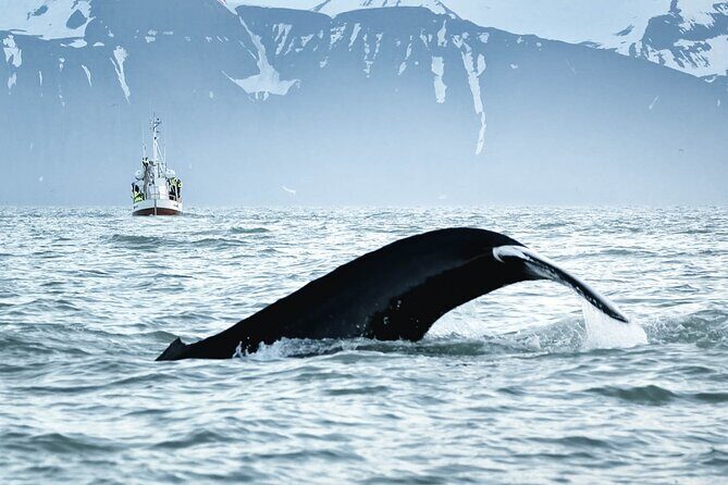 Whales and Puffins Tour from Husavik - Should you book this Whales and Puffins Tour from Húsavík?