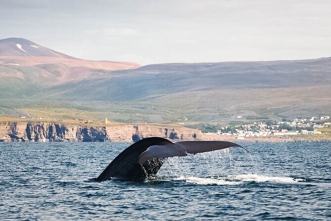Whales and Puffins Tour from Husavik