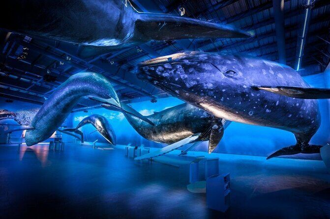 Whales Of Iceland Admission Ticket - Ticket Price and What You Get for $34.84
