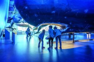 Whales Of Iceland Admission Ticket - Your Route Through the Museum: Life-Size Models, Interactive Exhibits, and a Trivia Quiz