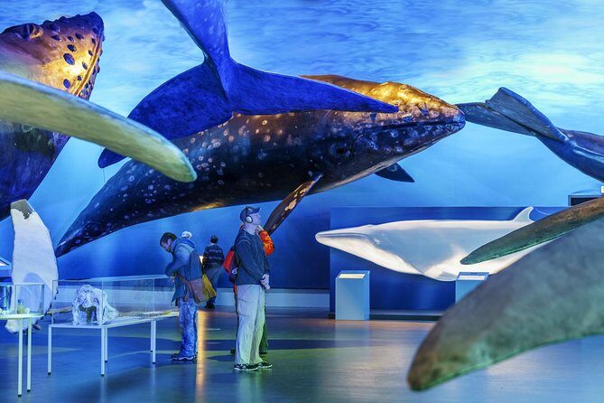 Whales Of Iceland Admission Ticket - How Long to Plan, What to Bring, and Where to Sit With a Snack