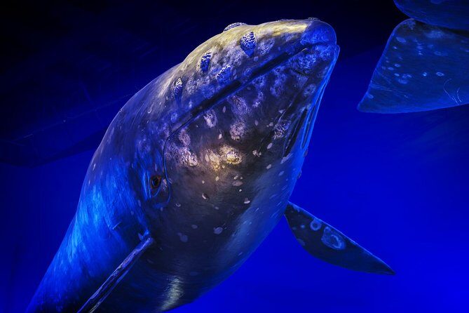 Whales Of Iceland Admission Ticket - Best Fit: Who Should Book Whales of Iceland?