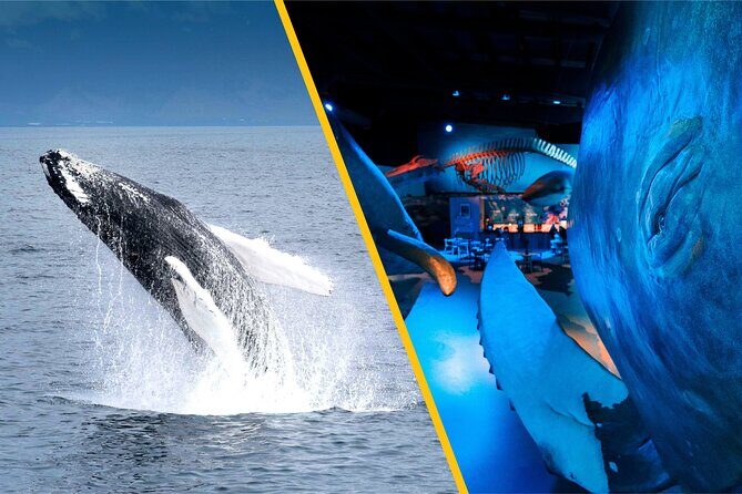 Whales of Iceland from Land and Sea - From meeting point to warm coveralls: what the first 30 minutes look like