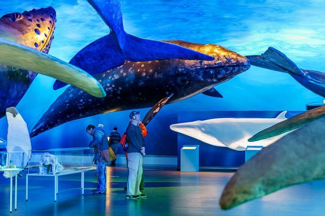 Whales of Iceland from Land and Sea - Price and value: is $120.15 worth it for a mixed land and sea day?