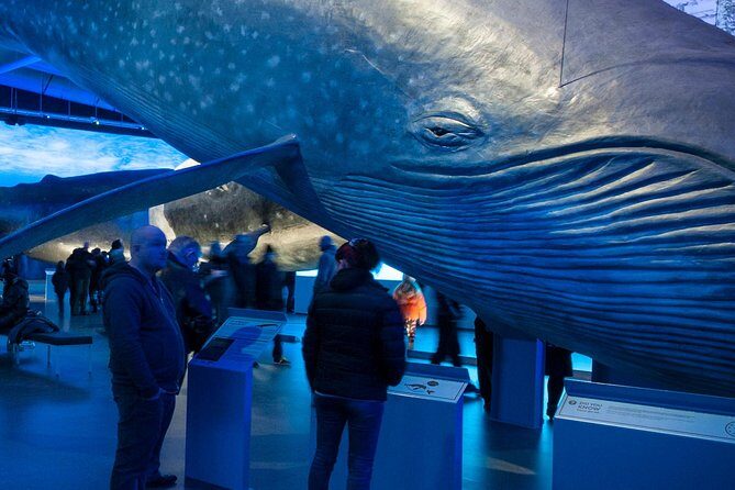 Whales of Iceland from Land and Sea - When whales are close, it’s magic. When they aren’t, you still get a backup plan