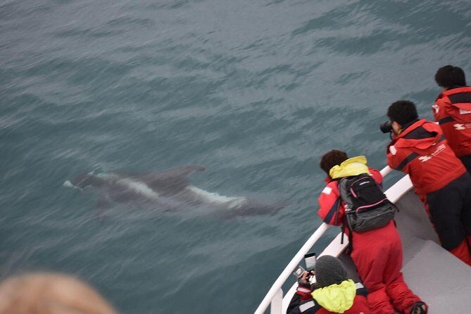 Winter Whale Watching and Northern Lights Cruise from Reykjavik - Key Points I’d Circle Before You Book