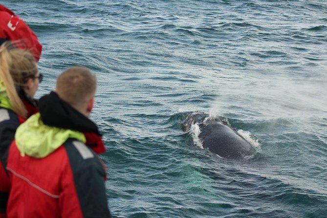 Winter Whale Watching and Northern Lights Cruise from Reykjavik - Price and Value: Is $198 a Smart Reykjavík Winter Deal?