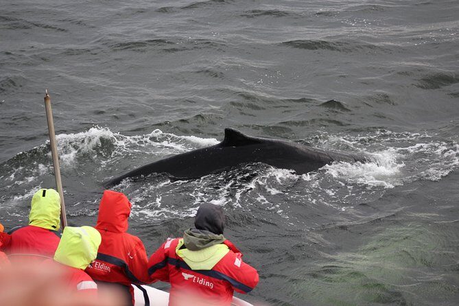 Winter Whale Watching and Northern Lights Cruise from Reykjavik - Should You Book This Tour?